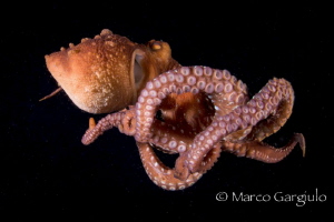 Octopus macropus by Marco Gargiulo 